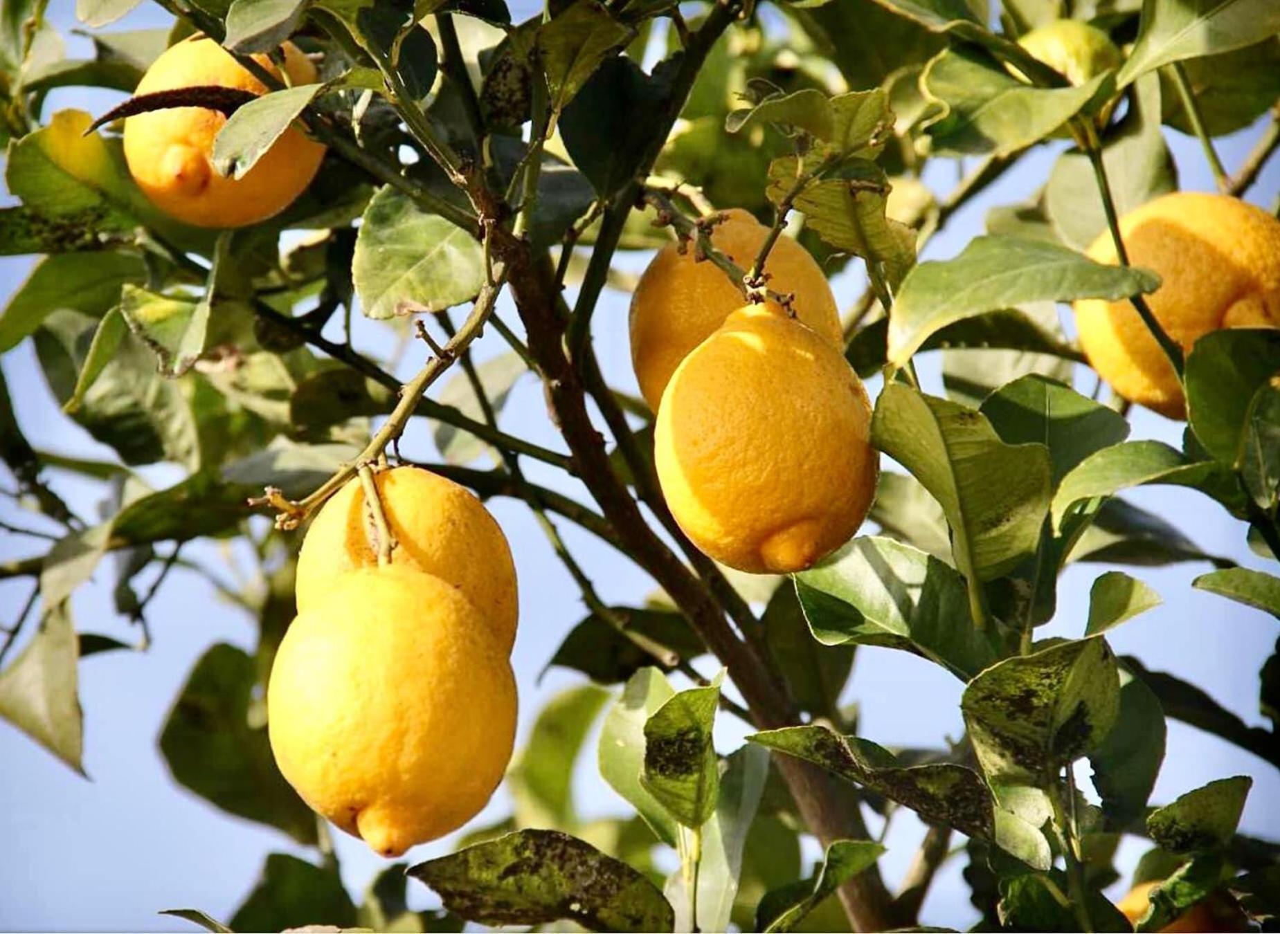 Dar El Hana Taroudant Eksteriør bilde